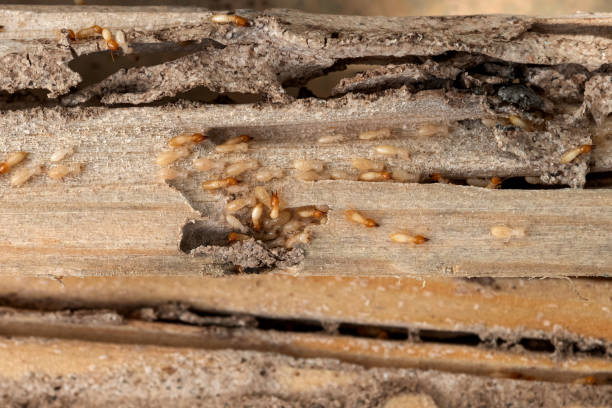 Best Mosquito Control Services  in Frankton, IN