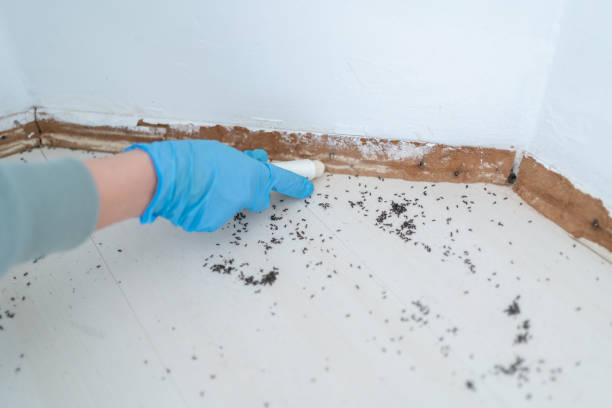 Best Pest Control Near Me  in Frankton, IN